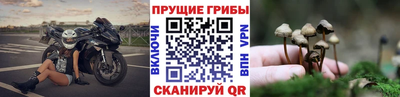 Галлюциногенные грибы GOLDEN TEACHER Берёзовка