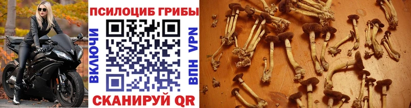 мега маркетплейс  Берёзовка  Псилоцибиновые грибы Psilocybine cubensis 